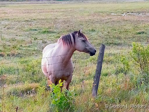 Posing Horse_P1170248-640.jpg - Photographed near Jasper, Ontario, Canada.